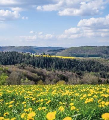 Rosa Flesch Hotel Und Tagungszentrum Waldbreitbach Dış mekan fotoğraf
